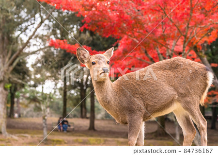 《Nara Prefecture》 Deer and autumn leaves ・ Autumn Nara Park 84736167