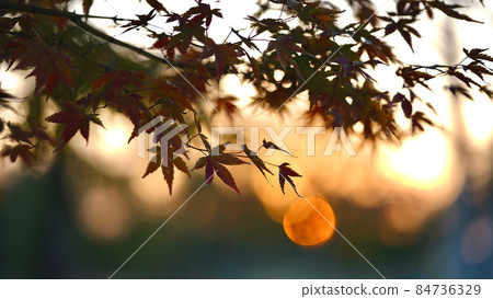 Autumn leaves taking a sunset 84736329