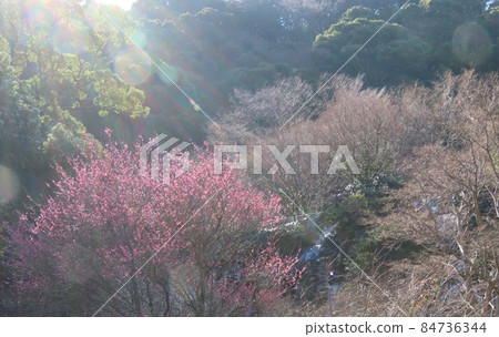 粉紅色的梅花在陽光下閃閃發光 粉紅色的梅花在陽光下閃閃發光 84736344
