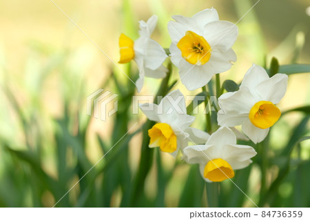 水仙花盛開 84736359
