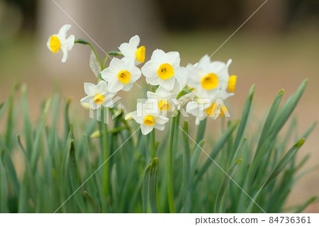 水仙花盛開 84736361
