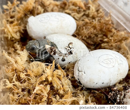 日本池龜的孵化 84736408