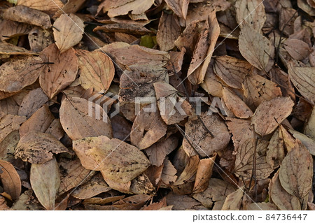 Withered leaves in late autumn Withered leaves in late autumn 84736447
