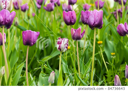 Violet tulip flowers on flowerbed in city park 84736643
