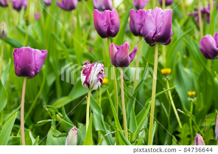 Violet tulip flowers on flowerbed in city park 84736644