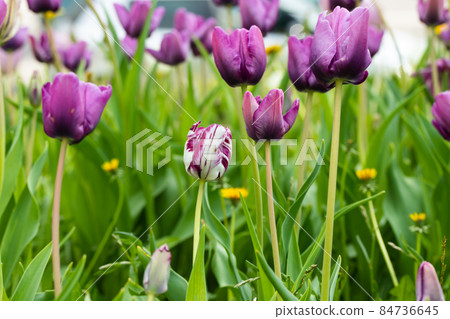 Violet tulip flowers on flowerbed in city park 84736645