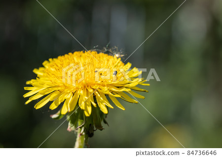 Macro view of yellow dandelion flower at spring 84736646