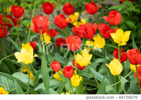 Red and yellow tulip flowers on flowerbed in city park Red and yellow tulip flowers on flowerbed in city park 84736670