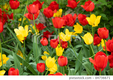 Red and yellow tulip flowers on flowerbed in city park Red and yellow tulip flowers on flowerbed in city park 84736671