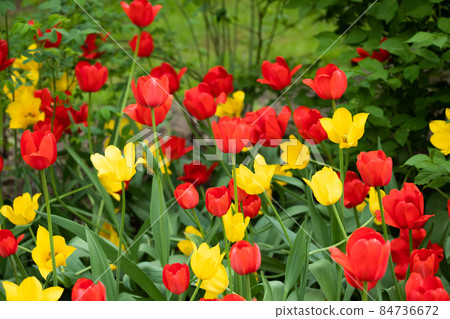 Red and yellow tulip flowers on flowerbed in city park Red and yellow tulip flowers on flowerbed in city park 84736672