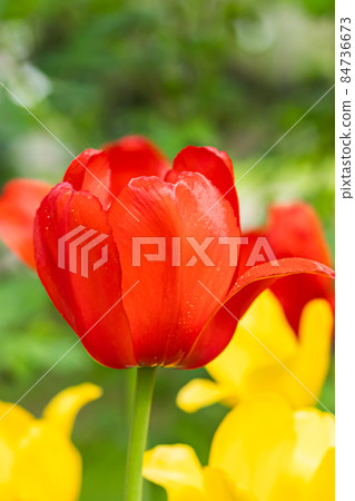 Red tulip flower on flowerbed in city park Red tulip flower on flowerbed in city park 84736673