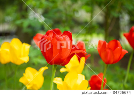 Red and yellow tulip flowers on flowerbed in city park Red and yellow tulip flowers on flowerbed in city park 84736674