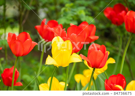 Red and yellow tulip flowers on flowerbed in city park 84736675