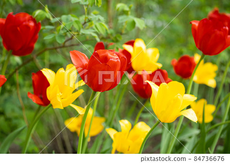 Red and yellow tulip flowers on flowerbed in city park 84736676