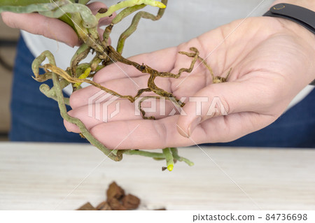 Orchid plant with diseased root in female hand. Close up of diseased roots of Orchid. Plant needs a transplant. 84736698