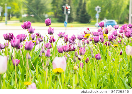 Violet tulip flowers on flowerbed in city park 84736846