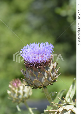 Artichoke thistle Artichoke thistle 84736922