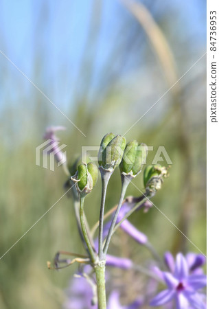 Society garlic 84736953