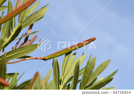 Common oleander 84736954