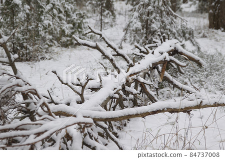 Walking through the winter forest on the first snow 84737008