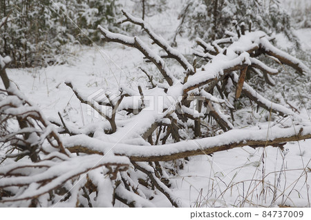 Walking through the winter forest on the first snow 84737009