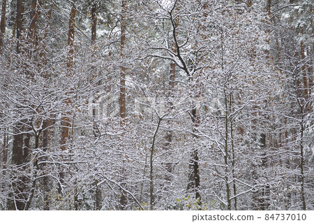 Walking through the winter forest on the first snow 84737010
