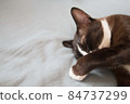 Little chocolate brown mask faced and pink nose kitten cat is sleeping on comfy bed 84737299