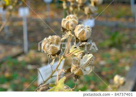 Furong's fruit 84737401