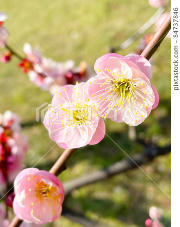 照片2 早春,淡粉色的梅花,枝頭在黃綠色的草原上熠熠生輝 照片2 早春,淡粉色的梅花,枝頭在黃綠色的草原上熠熠生輝 84737846