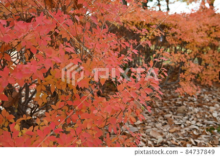 Autumn leaves of Doudendzi Autumn leaves of Doudendzi 84737849