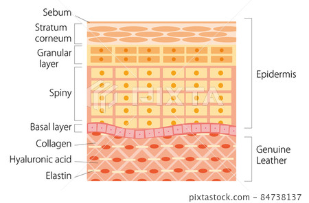 skin, skinned, cross-section 84738137