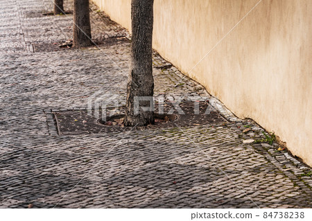 stone pavement with trees in city stone pavement with trees in city 84738238