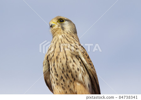 Proud bird of prey falcon family Proud bird of prey falcon family 84738341