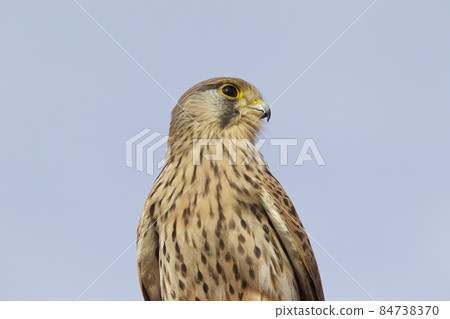 Proud bird of prey falcon family Proud bird of prey falcon family 84738370