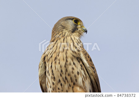 Proud bird of prey falcon family Proud bird of prey falcon family 84738372