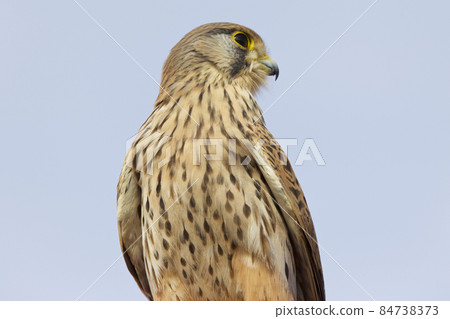 Proud bird of prey falcon family Proud bird of prey falcon family 84738373