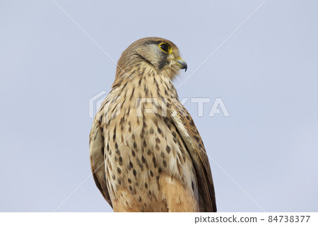 Proud bird of prey falcon family 84738377
