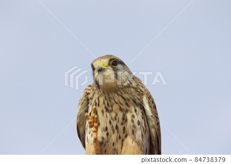 Proud bird of prey falcon family 84738379