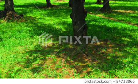 Scenery of sunlight through the trees in the park 84738866