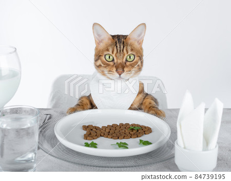 A funny cat at the set table in a bib. 84739195