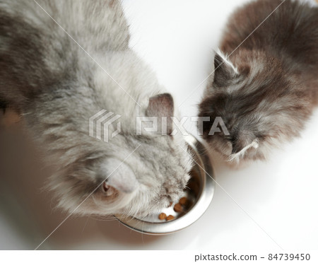 Pet feeding theme Pet feeding theme 84739450
