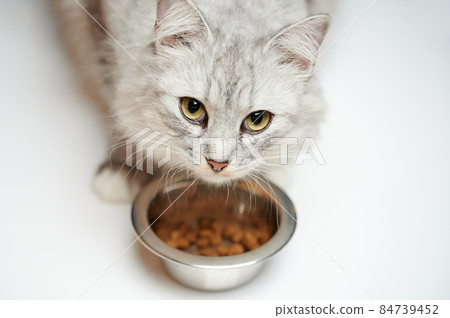 Portrait of hungry cat 84739452