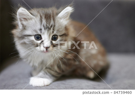 Pretty small little kitty Pretty small little kitty 84739460