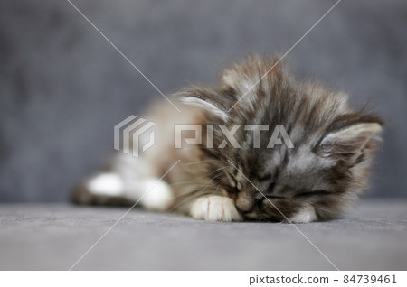 Cute little gray kitty Cute little gray kitty 84739461