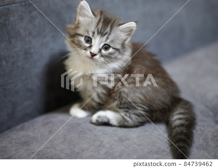 One adorable fluffy kitty 84739462