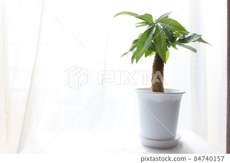 Plant plant Pakira 84740157