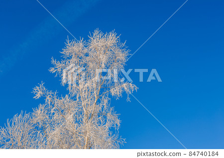 branches of trees covered with frost on a background of blue sky 84740184