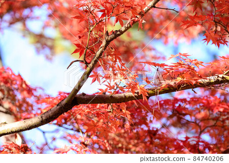 Nara Park Autumn Leaves 23 Nara Park Autumn Leaves 23 84740206