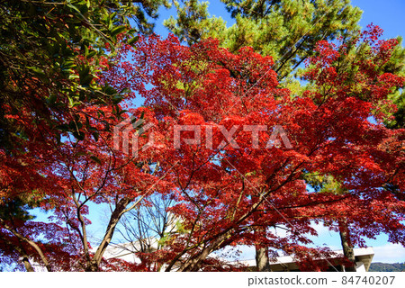 奈良公園紅葉 24 奈良公園紅葉 24 84740207