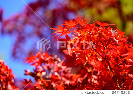奈良公園紅葉 25 奈良公園紅葉 25 84740208